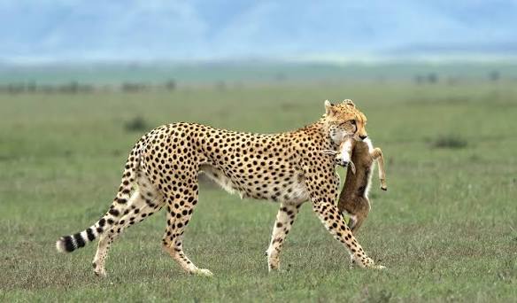 Leopard spotted in Serengeti National Park
